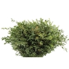 Euca Parvifolia 300 Gram