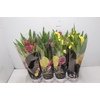 CALLA COLORIDA P14 PREMIUM