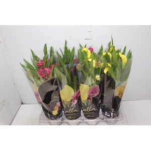 CALLA COLORIDA P14 PREMIUM