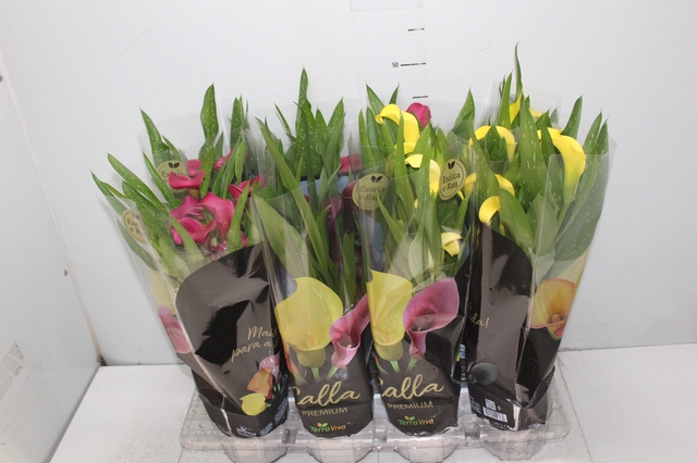 <h4>CALLA COLORIDA P14 PREMIUM</h4>