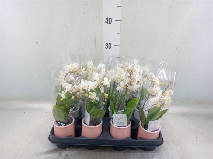 <h4>Phalaenopsis   ...mini</h4>