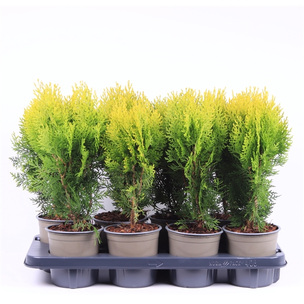 <h4>Platycladus orientalis 'Aurea Nana'</h4>