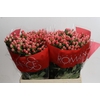 Hypericum Sweet Romance