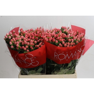 Hypericum Sweet Romance