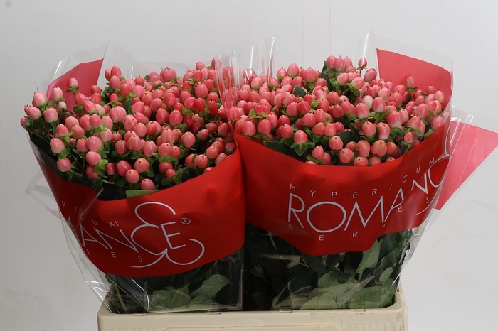 Hypericum Sweet Romance