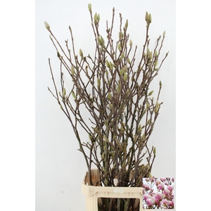 MAGNOLIA GRANDIFLORA X6