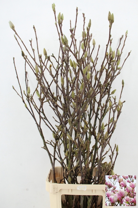 MAGNOLIA GRANDIFLORA X5