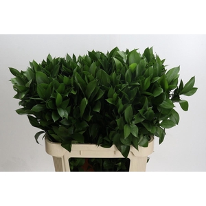 RUSCUS HYPOPHYLLUM