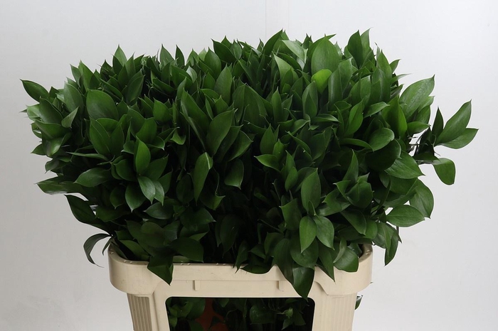 <h4>RUSCUS HYPOPHYLLUM</h4>