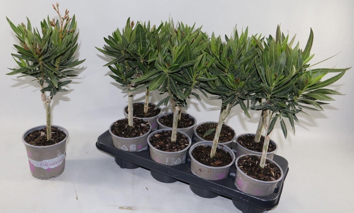 <h4>Nerium oleander</h4>