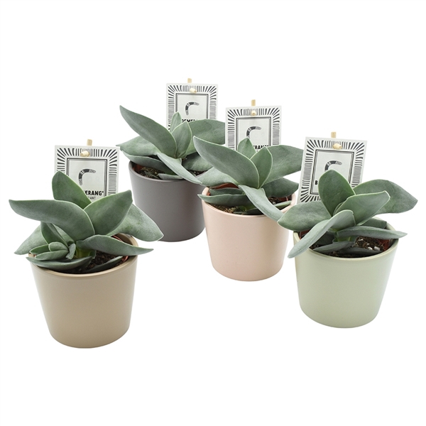 <h4>Crassula Boomerang</h4>