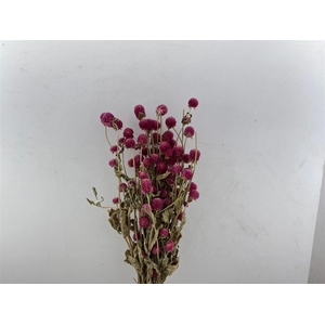 Dried Gomphrena Hot Pink Bunch
