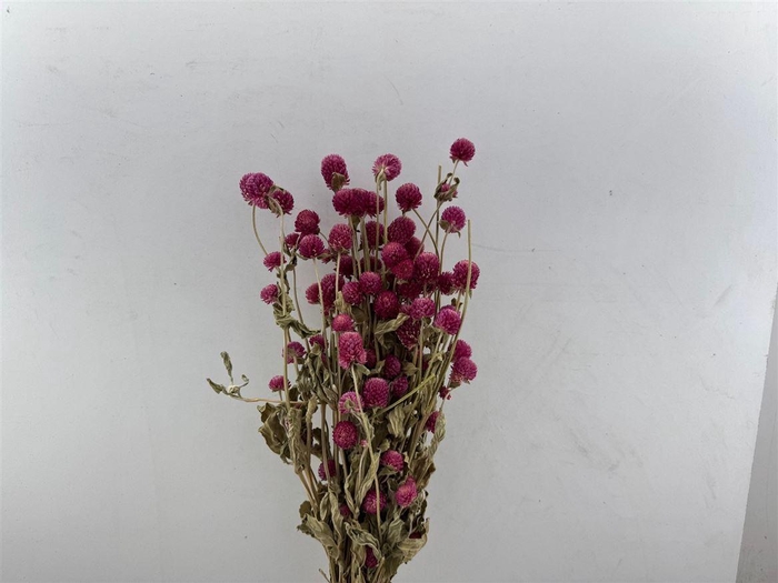 <h4>Dried Gomphrena Hot Pink Bunch</h4>