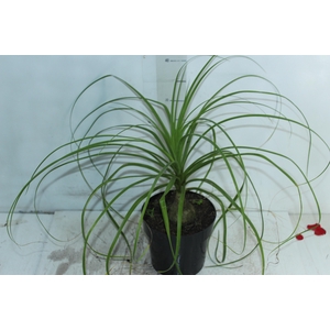 BEAUCARNEA P17