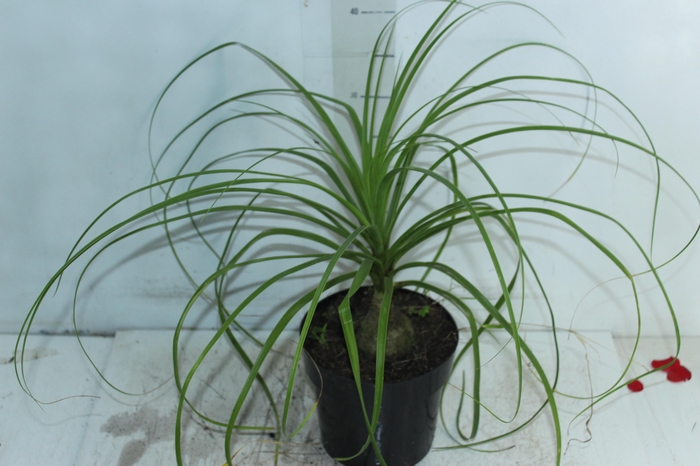 <h4>BEAUCARNEA P17</h4>