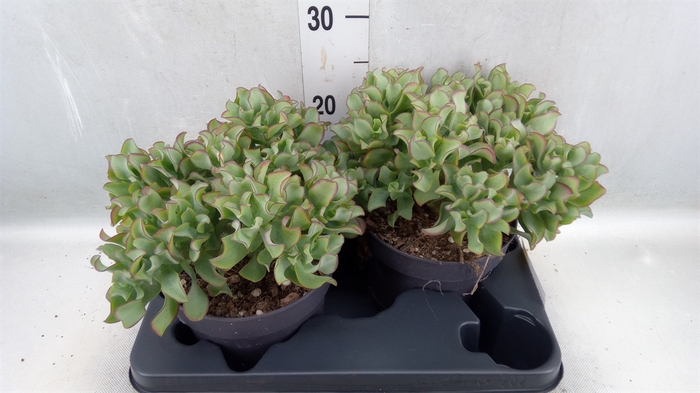 <h4>Crassula arborescens 'Curly'</h4>