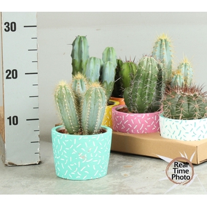 CACTUS OV