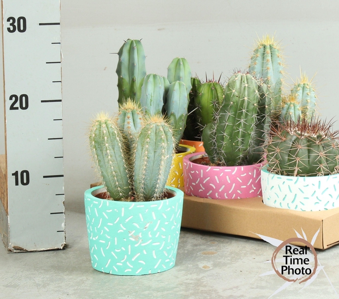 <h4>CACTUS OV</h4>