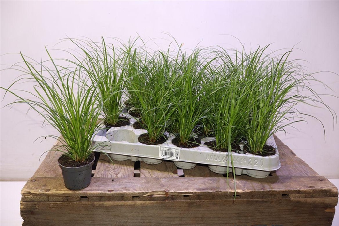 <h4>Carex Brunnea</h4>