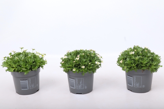 <h4>Saxifraga Marto Picotee</h4>