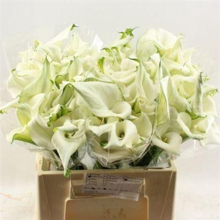 <h4>Zant Crystal Blush White</h4>