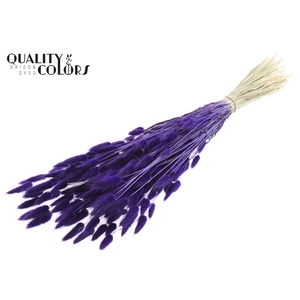 Lagurus per bunch Purple