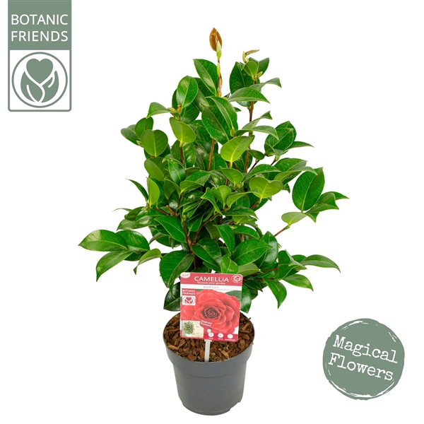<h4>Camellia jap. 'Black Lace' Premium</h4>
