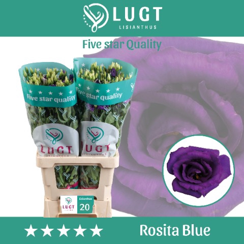 <h4>Lisianthus Rosita Blue 996</h4>