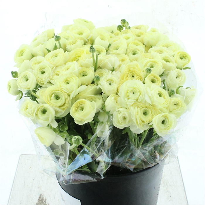 <h4>Ran El Creme Extra</h4>