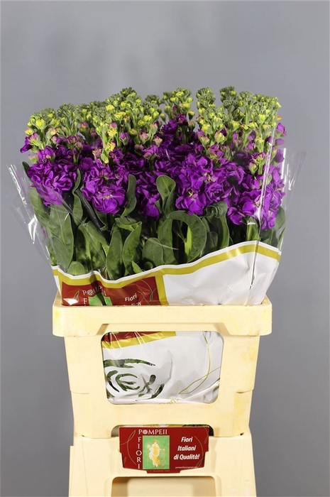 <h4>Matthiola Iron Purple | Heavy Quality</h4>