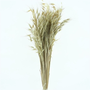 Dried Avena Wild Natural Green