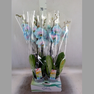 Phalaenopsis   ...