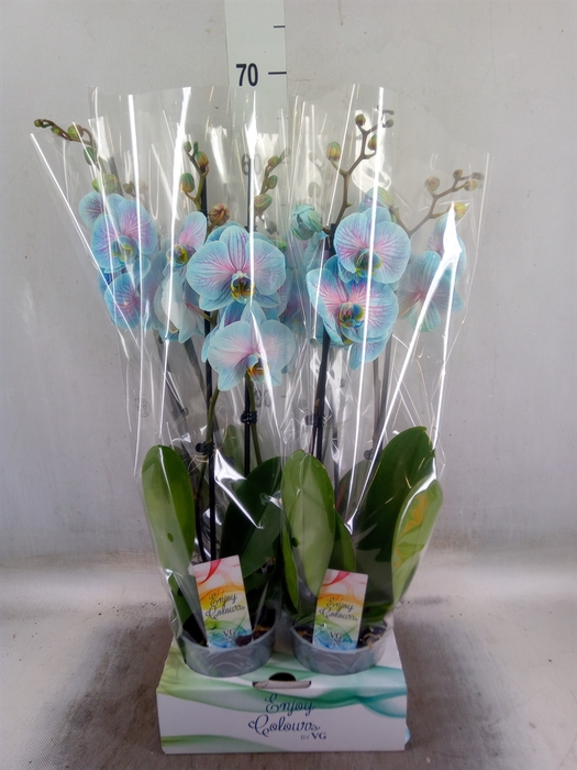 <h4>Phalaenopsis   ...</h4>