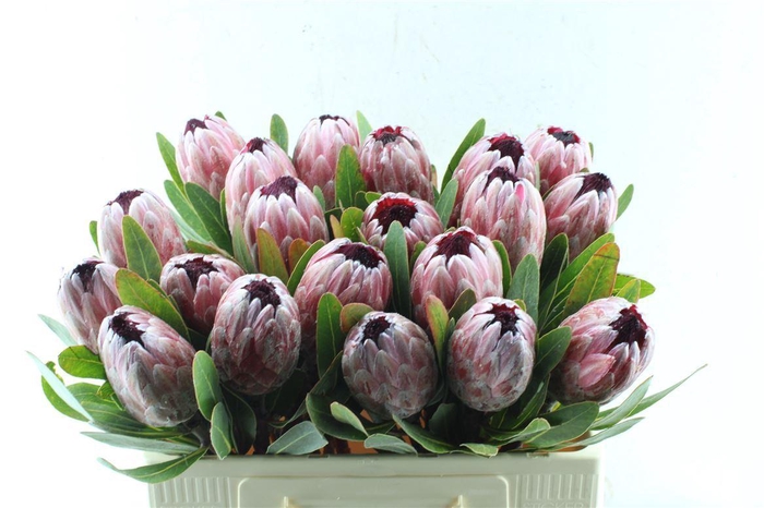 <h4>Protea Pink Ice</h4>