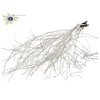 Huckelberry per bunch Platina