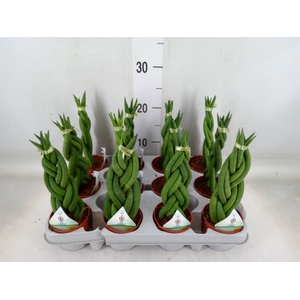 Sansevieria cyl.  ...