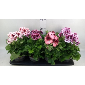 Pelargonium gran.   ..mix
