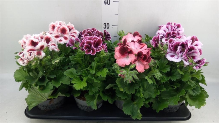 <h4>Pelargonium gran.   ..mix</h4>