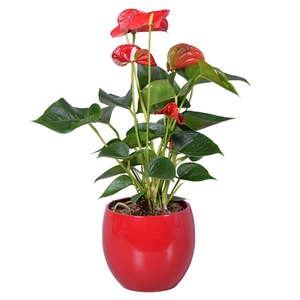 Anthurium Ton sur Ton in rode bolpot