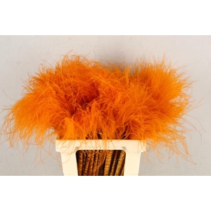 Df Stypha 60cm Bs Orange