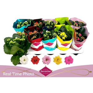 Kal Ge Perf Gem 5 Kl