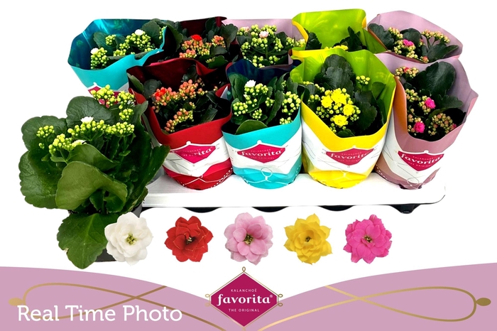 <h4>Kal Ge Perf Gem 5 Kl</h4>