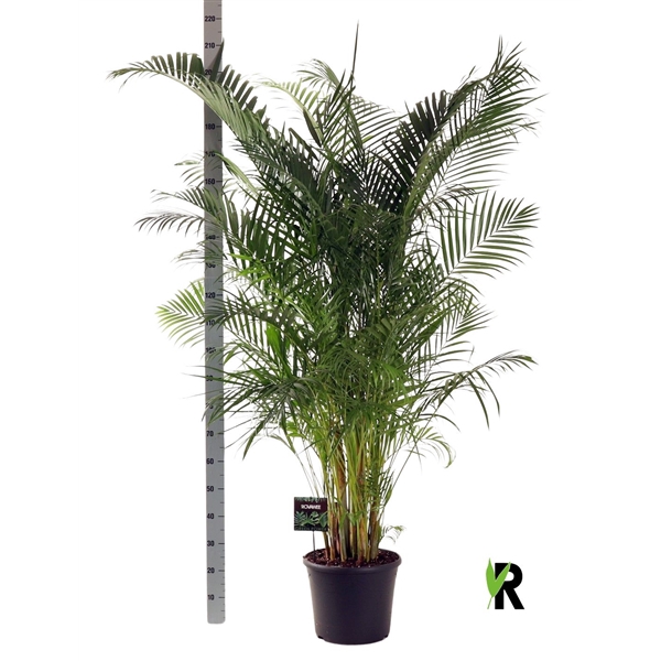 <h4>Dypsis lutescens</h4>