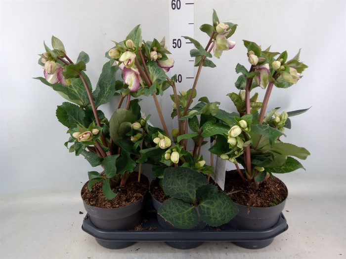 <h4>Helleborus  'Fkiss Glendas Gloss'</h4>