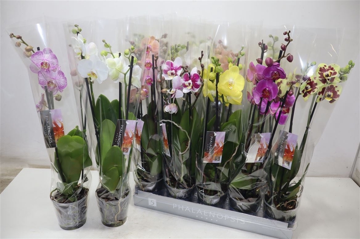 <h4>Phal Gem 6 Kl</h4>