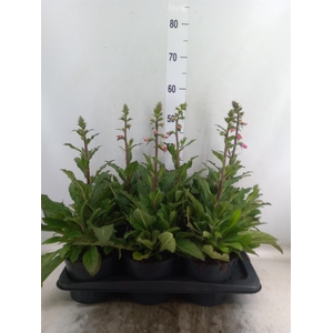 Digitalis  'Pink Panther'
