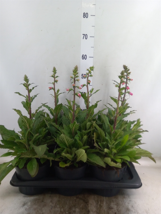 <h4>Digitalis  'Pink Panther'</h4>
