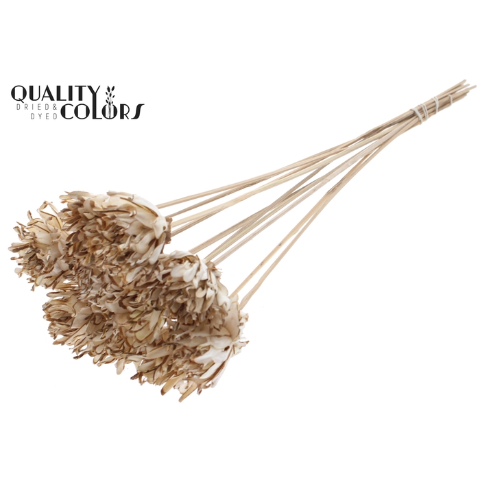 <h4>Shola Slice Pine 6cm on stem Natural</h4>
