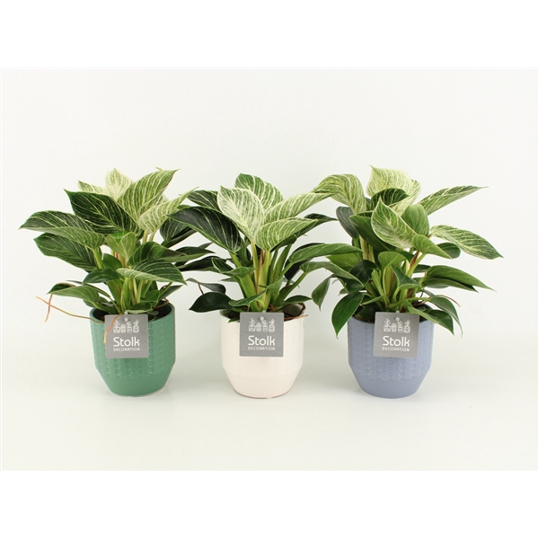 <h4>Philodendron White Wave in Exspression Keramiek</h4>