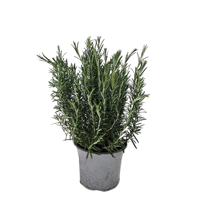 <h4>Rosmarinus officinalis overig</h4>